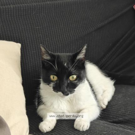 Foto 1/1 Zelda Chat perdido en Septeme les vallons