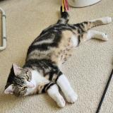 Foto del gato perdido en Pully