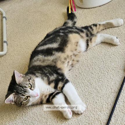 Foto 1/1 Nusha Chat perdido en Pully