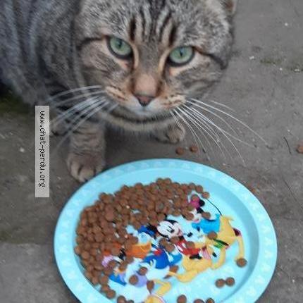 Foto 2/3 Gato encontrado Encontrado en Aubert