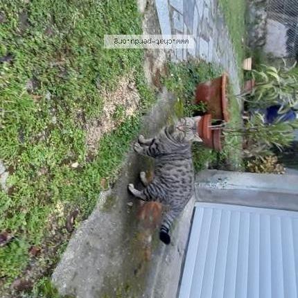 Foto 3/3 Gato encontrado Encontrado en Aubert