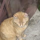 Foto del gato perdido en Toronto