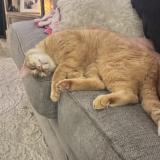 Foto del gato perdido en Okc