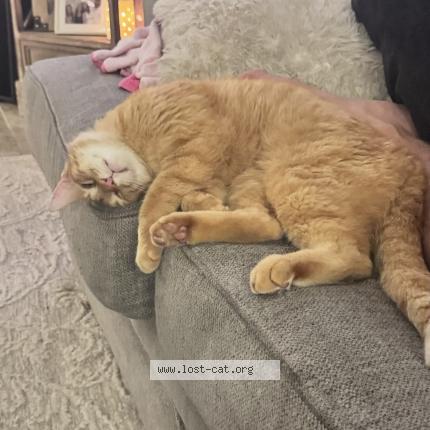 Foto 1/1 Arthur Chat perdido en Okc