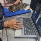 Foto de gato encontrado en Ciudad De Mexico