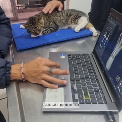 Foto 1/1 Gato encontrado Encontrado en Ciudad de mexico