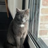 Foto del gato perdido en Pitgam