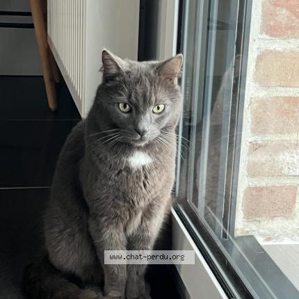 Foto 1/1 Poupouche Chat perdido en Pitgam