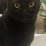 Foto del gato perdido en Pouzolles