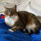 Foto del gato perdido en Trets