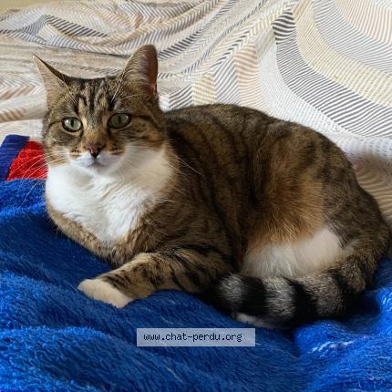 Foto 1/1 MAYA Chat perdido en Trets