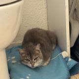 Foto de gato encontrado en Clermont Ferrand