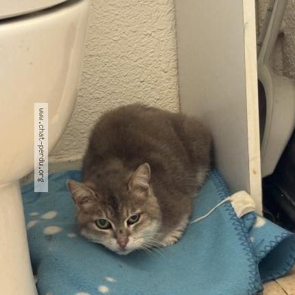 Foto 1/1 Gato encontrado Encontrado en Clermont ferrand