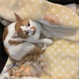 Foto del gato perdido en Malaga