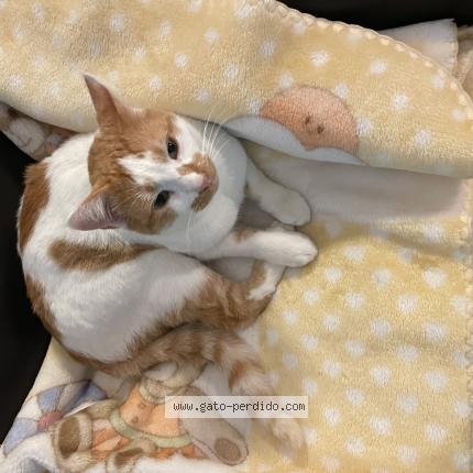 Foto 1/1 Ulises Chat perdido en Malaga