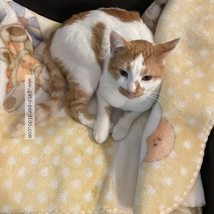 Foto 1/1 Ulises Gato perdido en Malaga