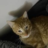 Foto del gato perdido en Stains