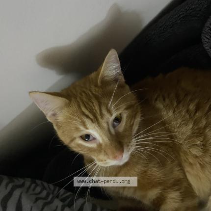 Foto 1/1 Mich-Mich Chat perdido en Stains