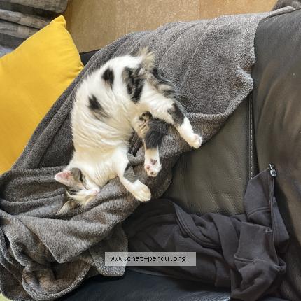 Foto 1/1 Vanille Chat perdido en Pouilly les nonains