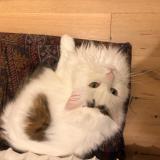 Foto del gato perdido en Palaiseau