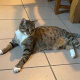 Foto del gato perdido en Latrecey