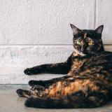 Foto del gato perdido en Alicante