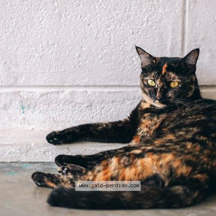 Foto 1/1 Lokilla Chat perdido en Alicante