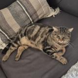 Foto del gato perdido en Sainte Genevieve Des Bois