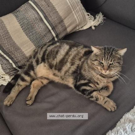 Foto 1/1 Popi Chat perdido en Sainte genevieve des bois