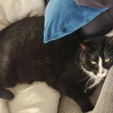 Foto del gato perdido en Pelousey