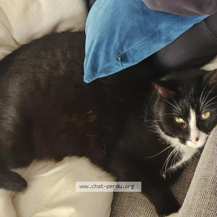 Foto 1/1 Rio Chat perdido en Pelousey