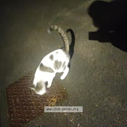 Foto 1/1 Gato encontrado Encontrado en Fretin