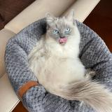 Foto del gato perdido en Lambersart