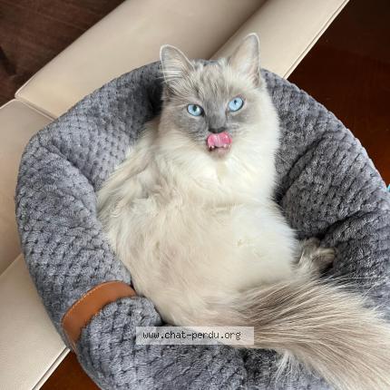 Foto 1/1 Charlie Chat perdido en Lambersart