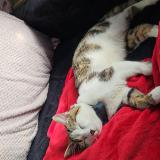 Foto del gato perdido en Villieu Loyes Mollon