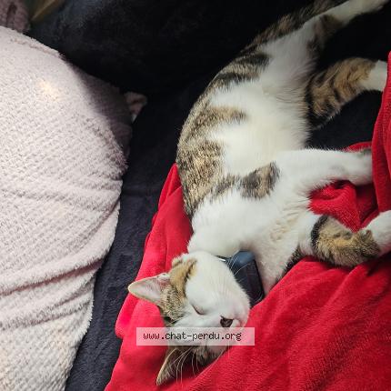 Foto 1/1 Arlow Chat perdido en Villieu loyes mollon