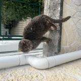 Foto de gato encontrado en Coulogne