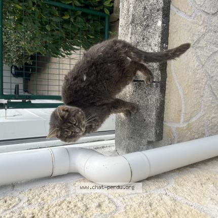 Foto 1/1 Gato encontrado Encontrado en Coulogne