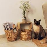 Foto del gato perdido en Saujon