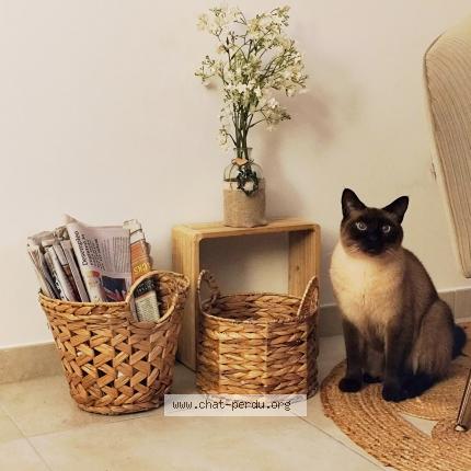 Foto 1/1 Peanut Chat perdido en Saujon