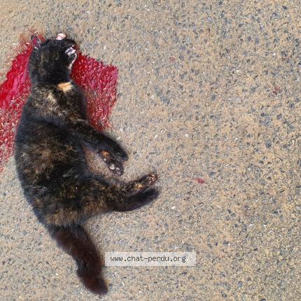 Foto 1/1 Gato encontrado Encontrado en Famechon