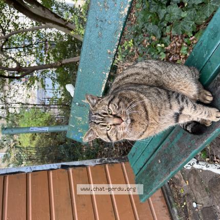Foto 1/1 Gato encontrado Encontrado en Paris