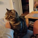 Foto del gato perdido en Lorette