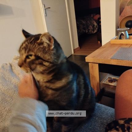 Foto 1/1 Maiko Chat perdido en Lorette