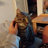 Foto del gato perdido en La Grand Croix