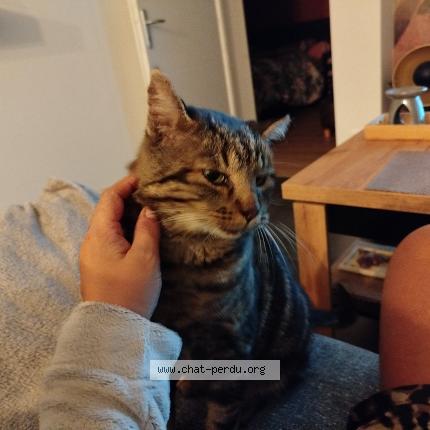 Foto 1/1 Maiko Chat perdido en La grand croix