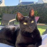 Foto del gato perdido en Pleguien