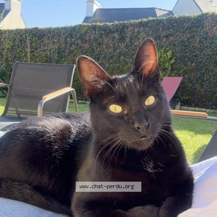 Foto 1/1 Cléo Chat perdido en Pleguien