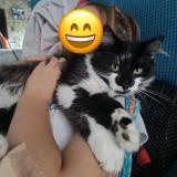 Foto del gato perdido en Pleurtuit