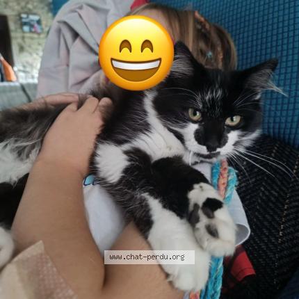 Foto 1/1 Peluche Chat perdido en Pleurtuit